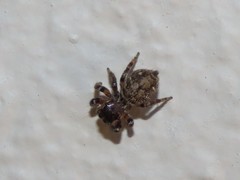 Euophrys