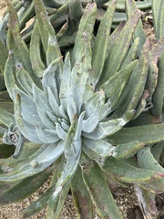 Dudleya virens