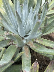 Dudleya virens