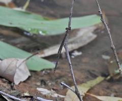Teinobasis rufithorax