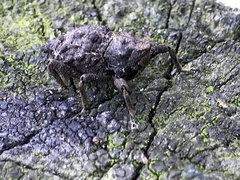 Poropterus