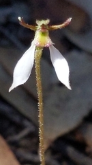 Eriochilus collinus collinus