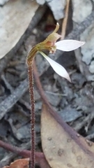 Eriochilus collinus collinus