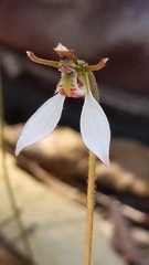 Eriochilus collinus collinus