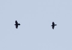 Corvus corax kamtschaticus