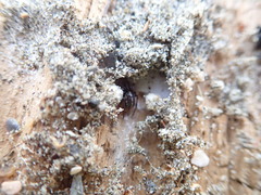 Steatoda lepida