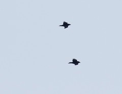 Corvus corax kamtschaticus