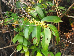 Glochidion lanceolarium