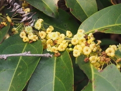Glochidion lanceolarium