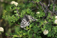 Parnassius orleans