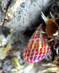 Prothalotia pulcherrima