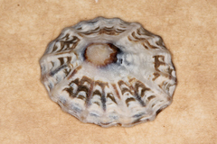 Patelloida alticostata image