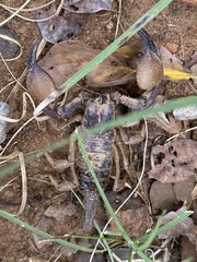 Opistophthalmus