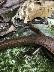 Sphenomorphus indicus