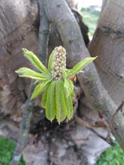 Aesculus hippocastanum
