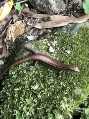 Sphenomorphus indicus