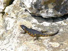 Pseudocordylus microlepidotus