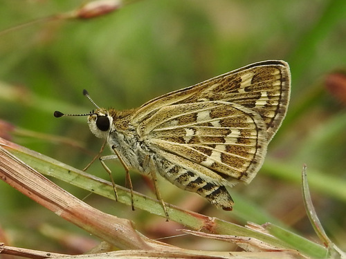 Common Grass-dart