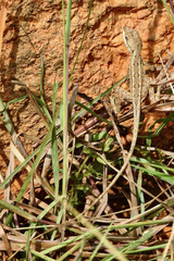 Sitana ponticeriana