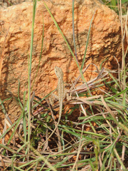 Sitana ponticeriana