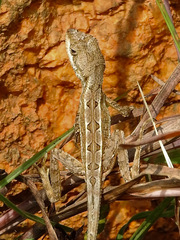 Sitana ponticeriana
