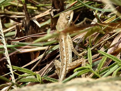 Sitana ponticeriana