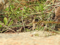 Sitana ponticeriana
