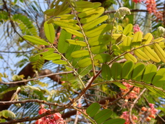 Cassia javanica