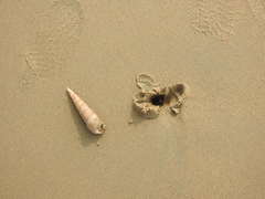 Turritella duplicata