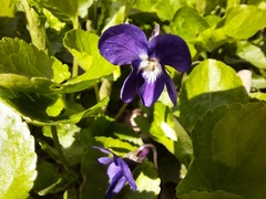 Viola odorata