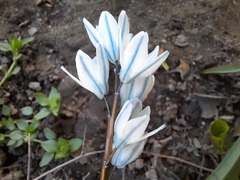 Puschkinia scilloides