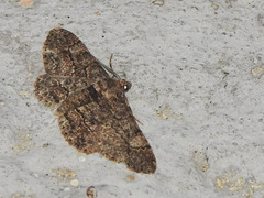 Lepidoptera