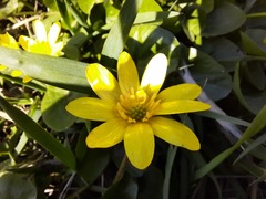 Ficaria verna