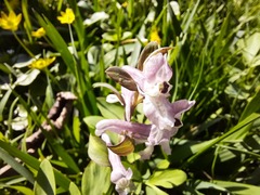 Corydalis cava marschalliana
