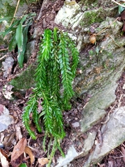 Phlegmariurus fordii