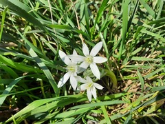 Ornithogalum sintenisii