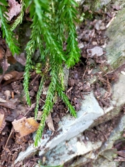 Phlegmariurus fordii