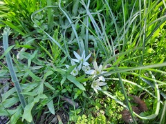 Ornithogalum sintenisii