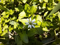 Stellaria neglecta