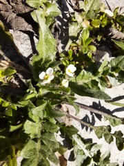 Capsella bursa-pastoris