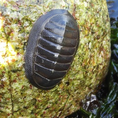 Chiton magnificus