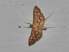 Nausinoe geometralis