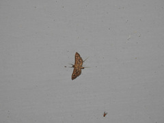 Nausinoe geometralis