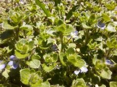 Veronica hederifolia