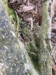 Dinomyrmex gigas