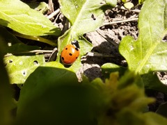 Coccinella septempunctata