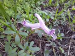 Corydalis tarkiensis