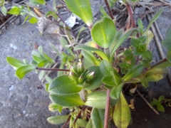 Cerastium glomeratum
