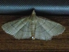 Hypsopygia nostralis