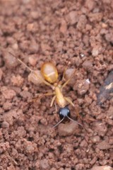 Camponotus nigriceps